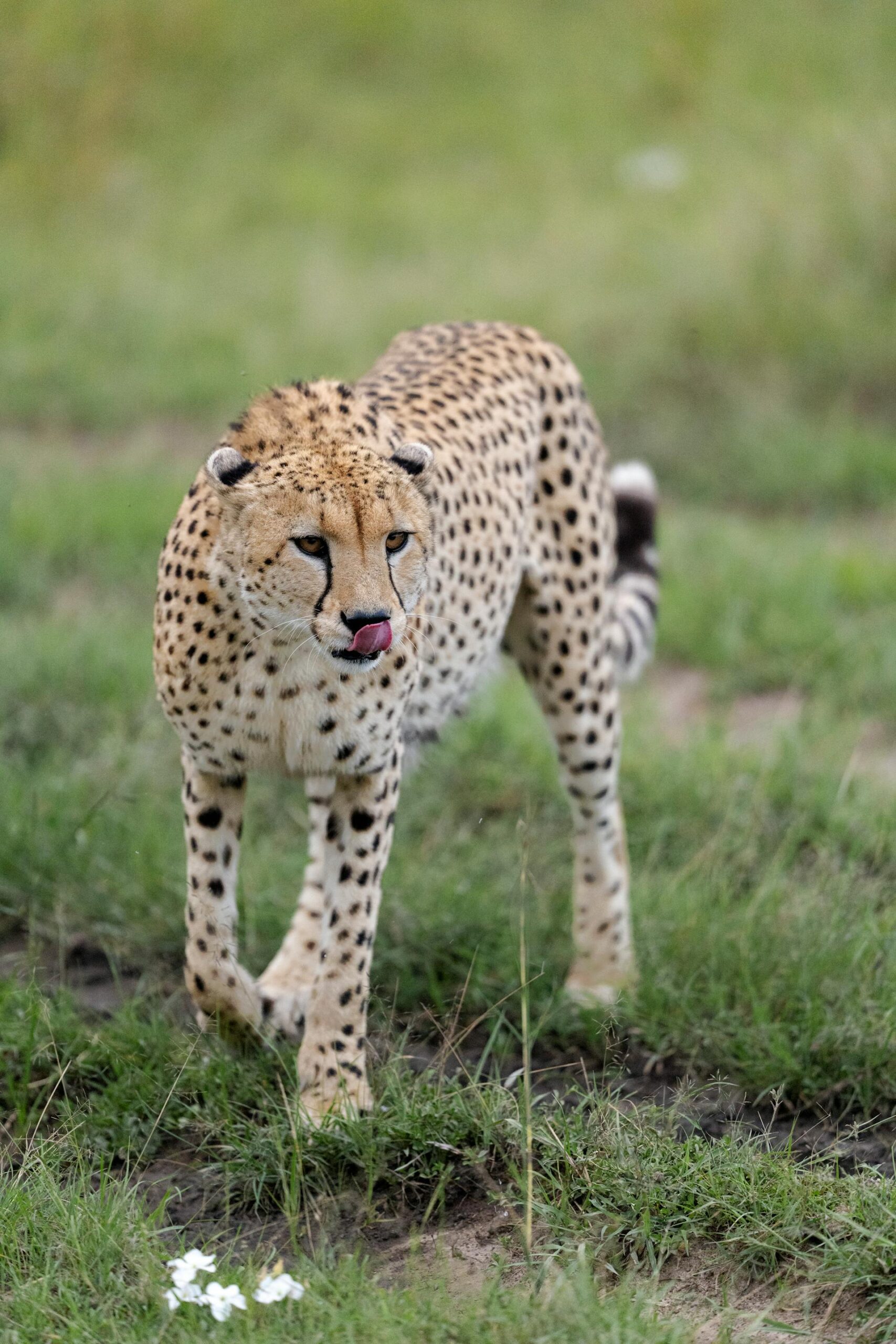 Cheetah on the move during a Big 5 safari tour in South Africa