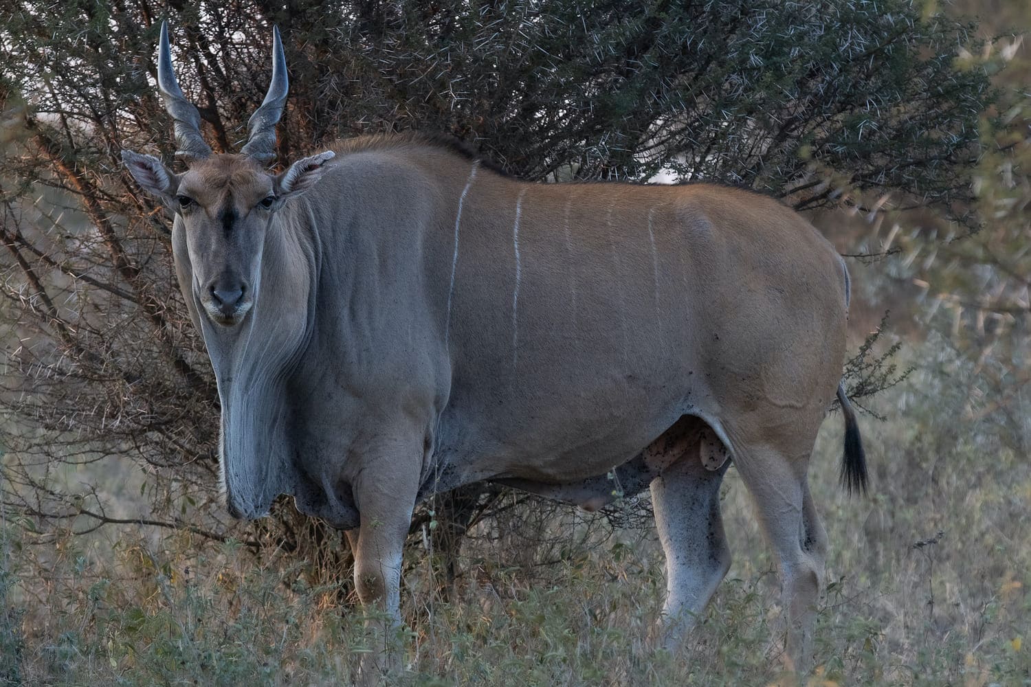 Kruger National Park scenery