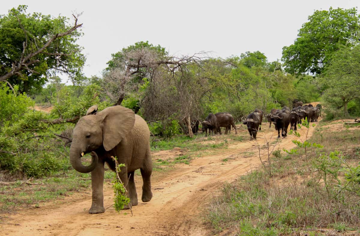 Kruger National Park safari