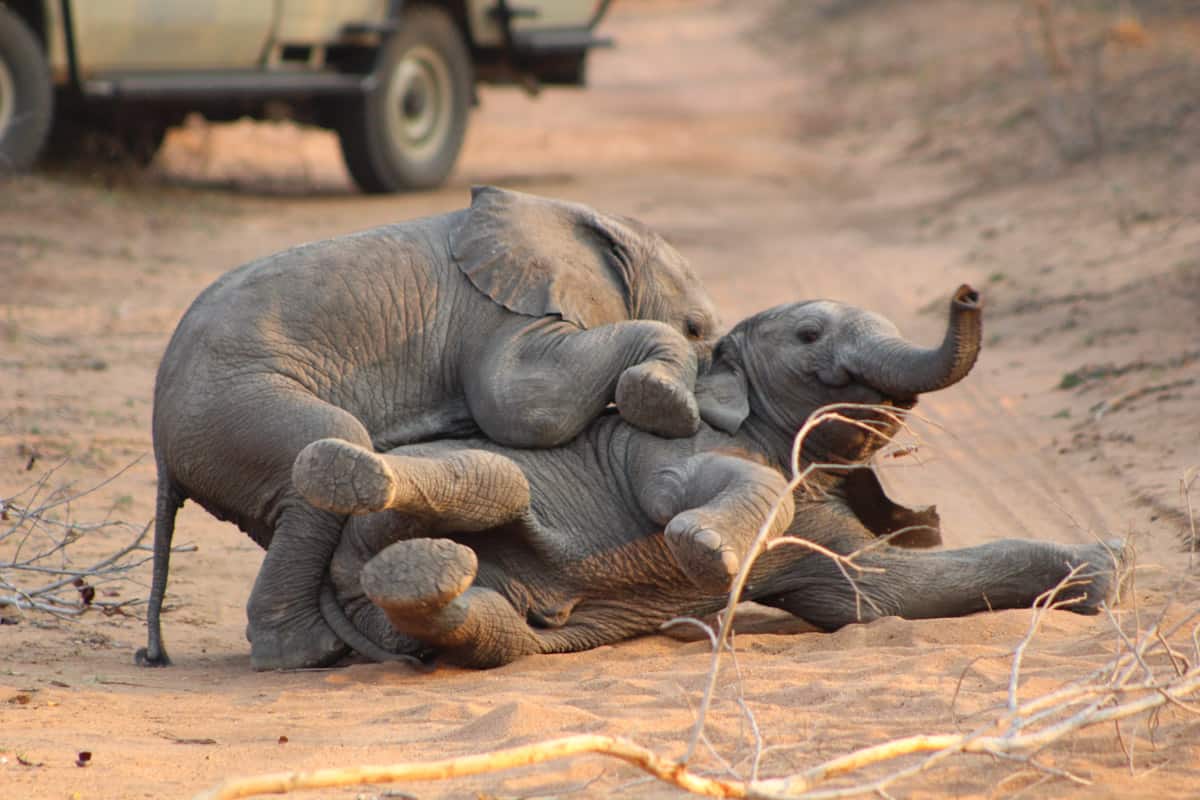 Herd of elephants in Kruger National Park on a safari tour