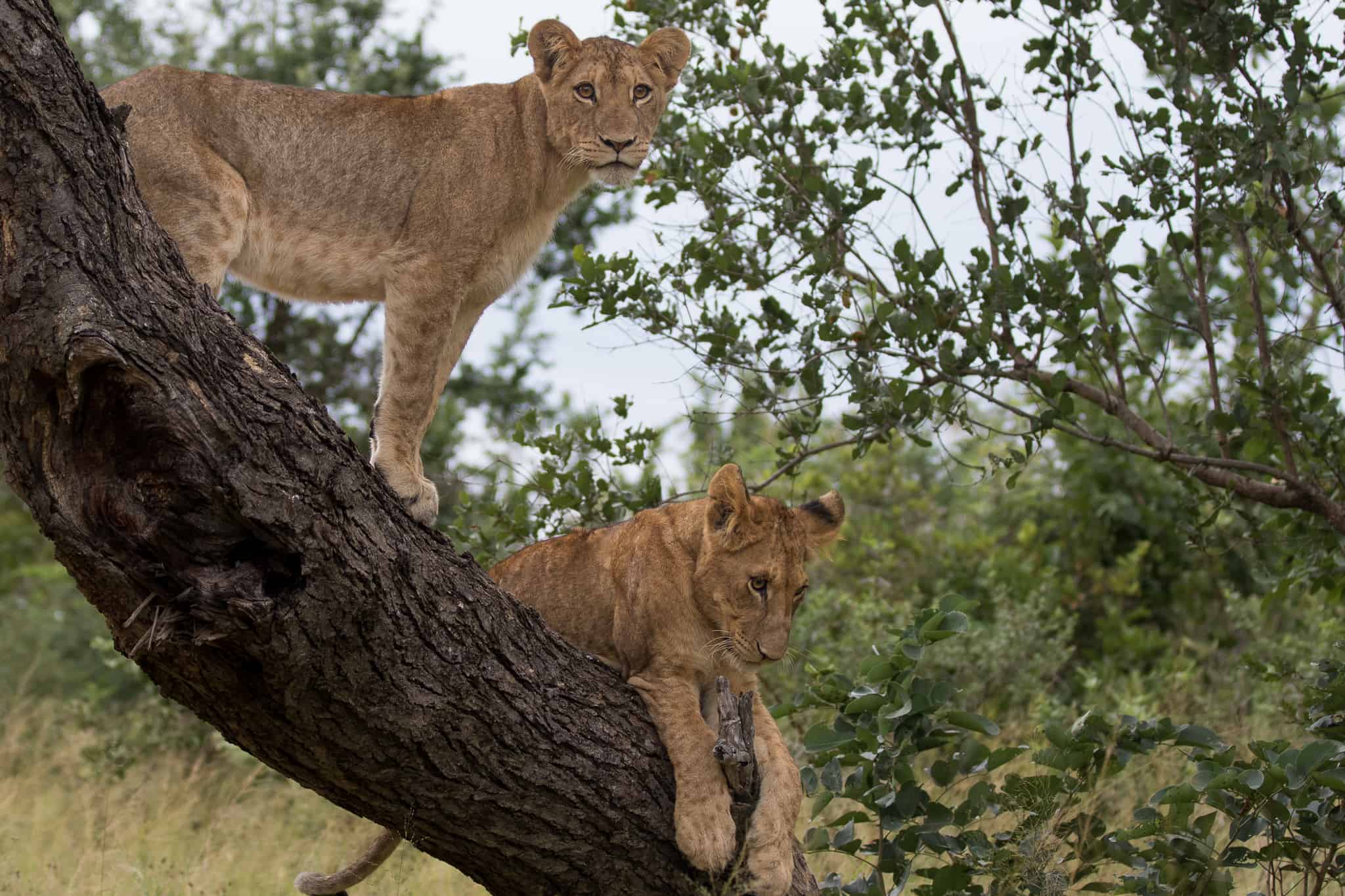 Big game viewing on a Kruger National Park safari tour in South Africa