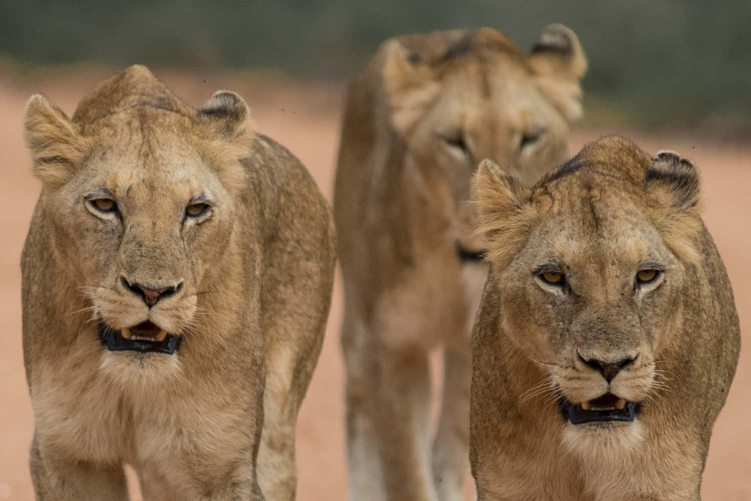 Kruger National Park game drive