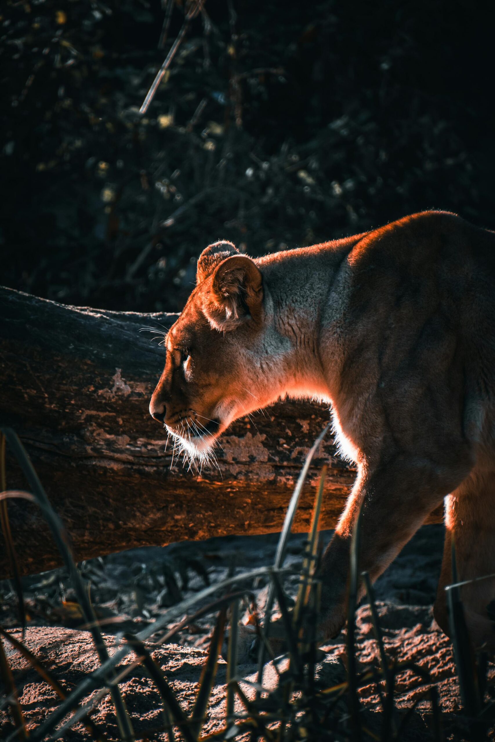 Lion on a South African safari