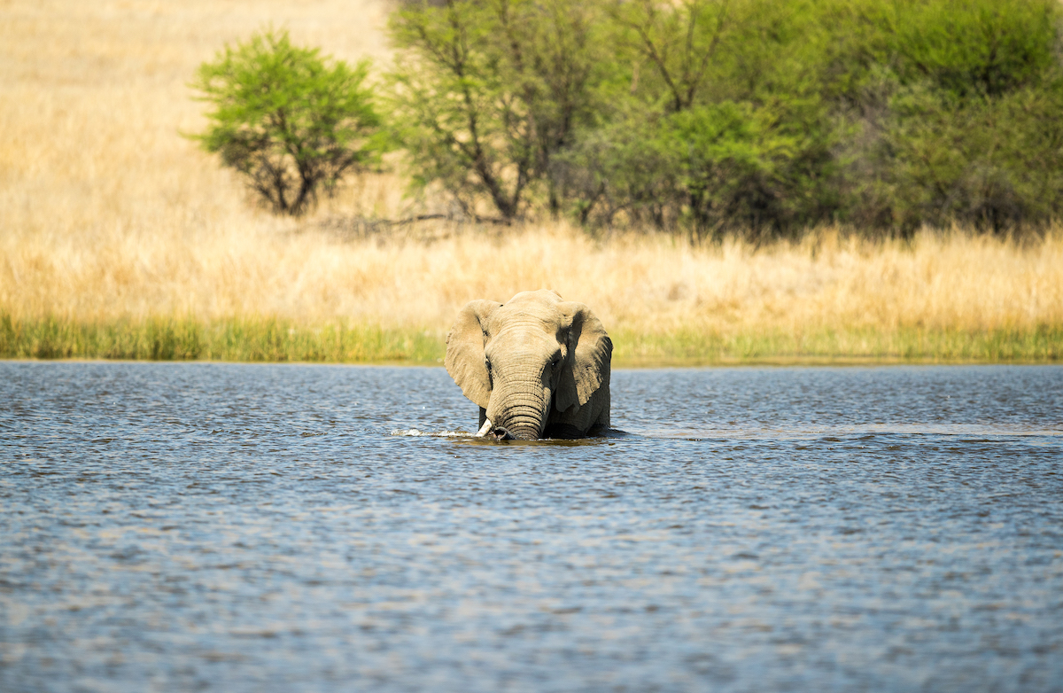 Pilanesberg National Park wildlife sighting