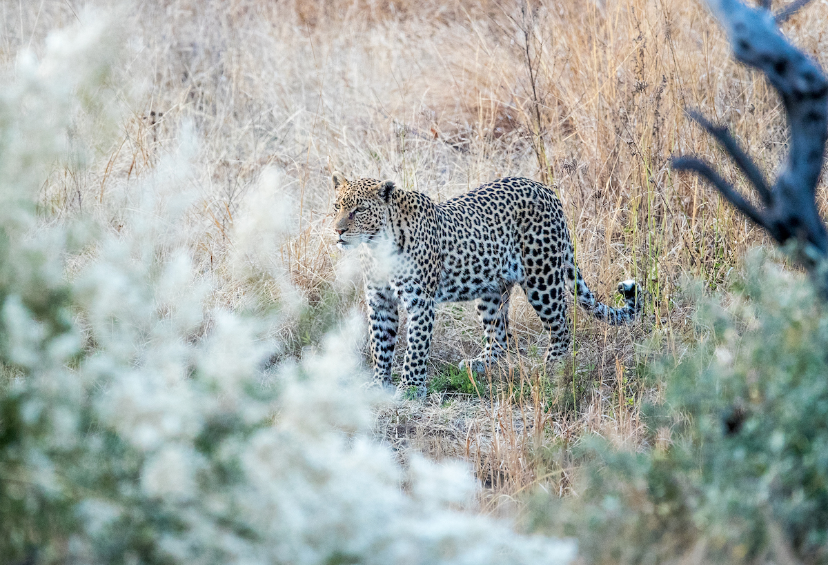 Lions on a Big 5 safari in Kruger National Park, South Africa