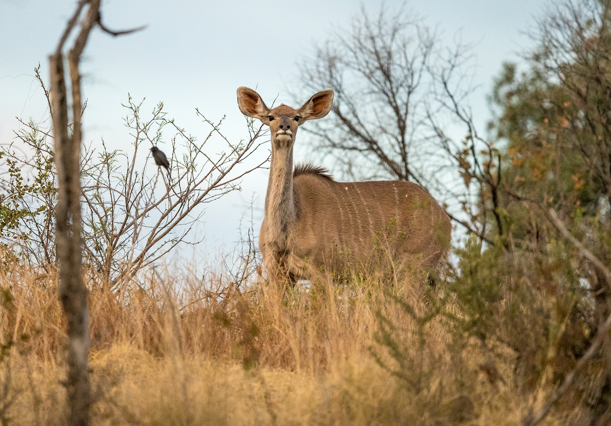 Game viewing in Pilanesberg National Park