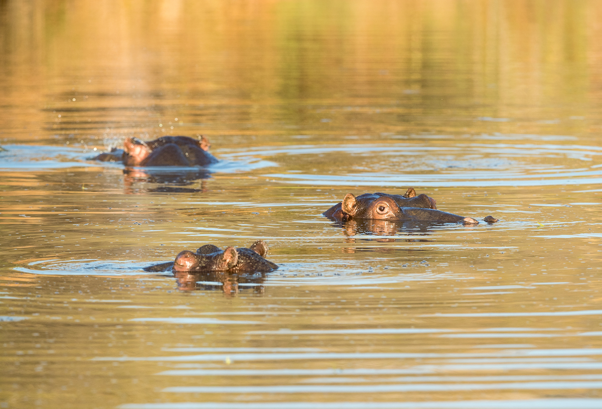 Wildlife in Pilanesberg National Park