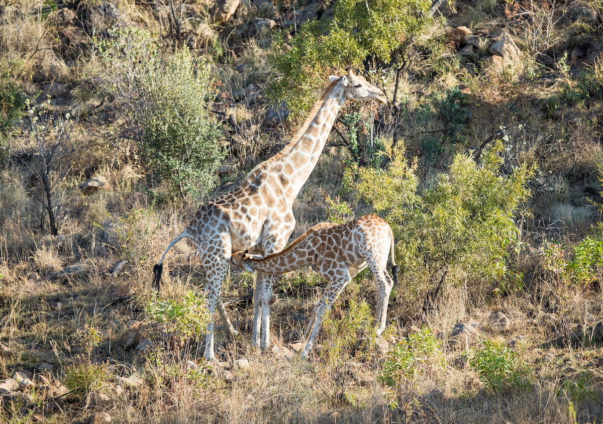 Pilanesberg National Park safari