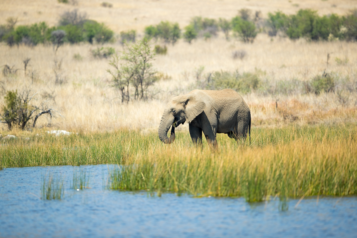 Animals in Pilanesberg National Park