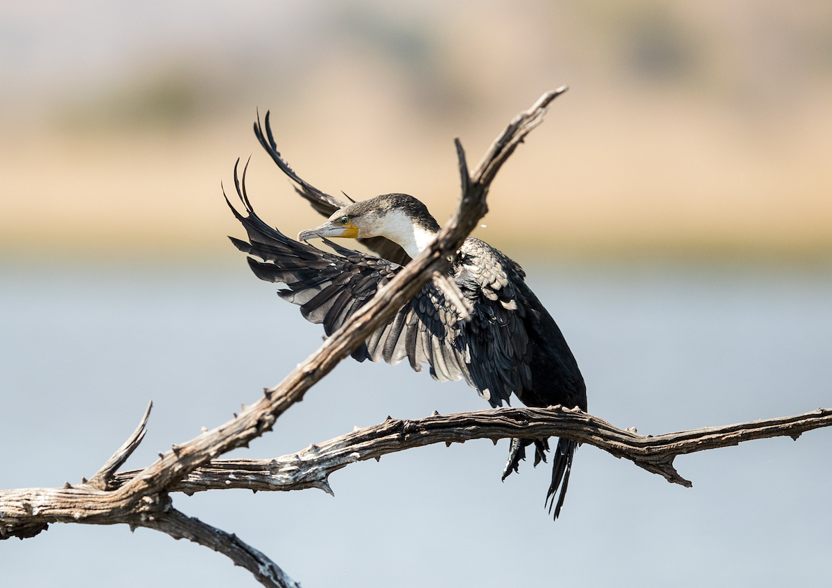 Pilanesberg National Park bushveld