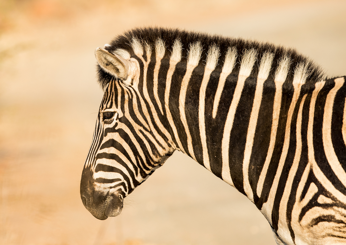 Pilanesberg National Park game viewing