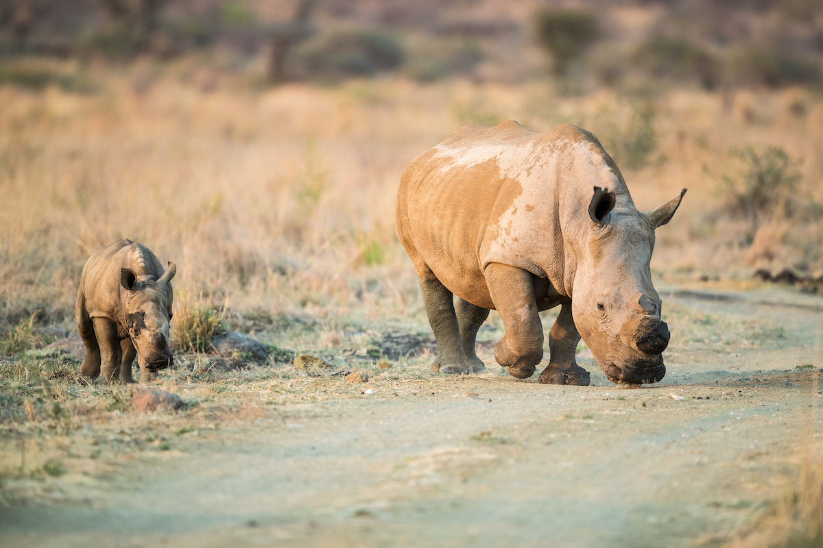 Pilanesberg National Park landscape