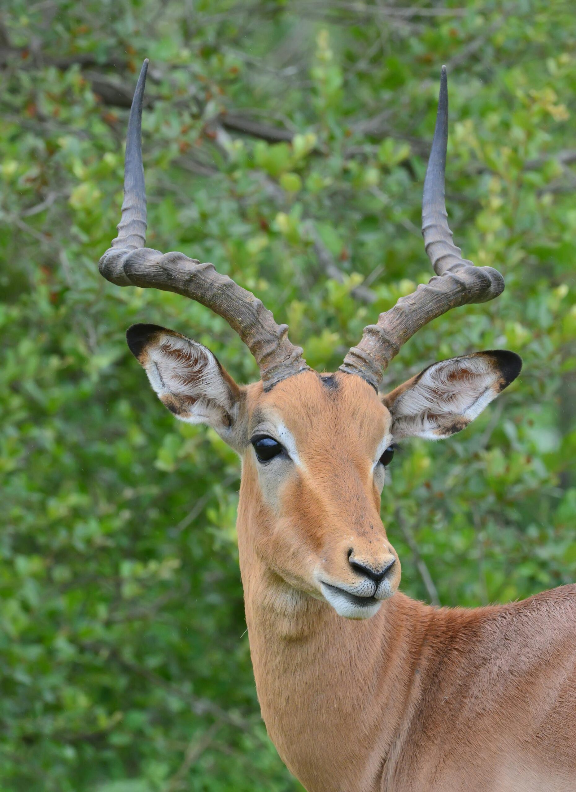 Springbok in the South African bushveld