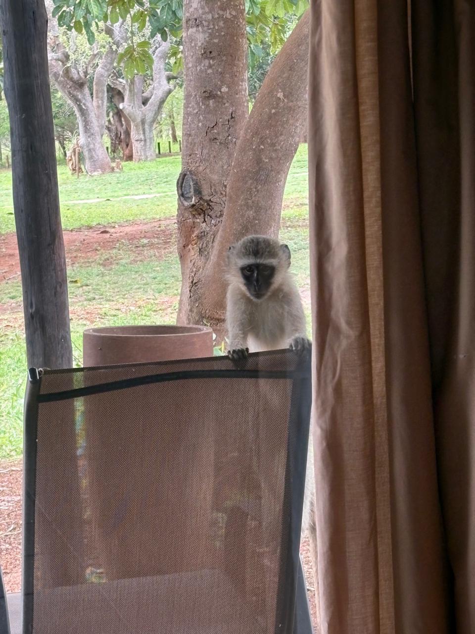 Safari in South Africa with BST Tours