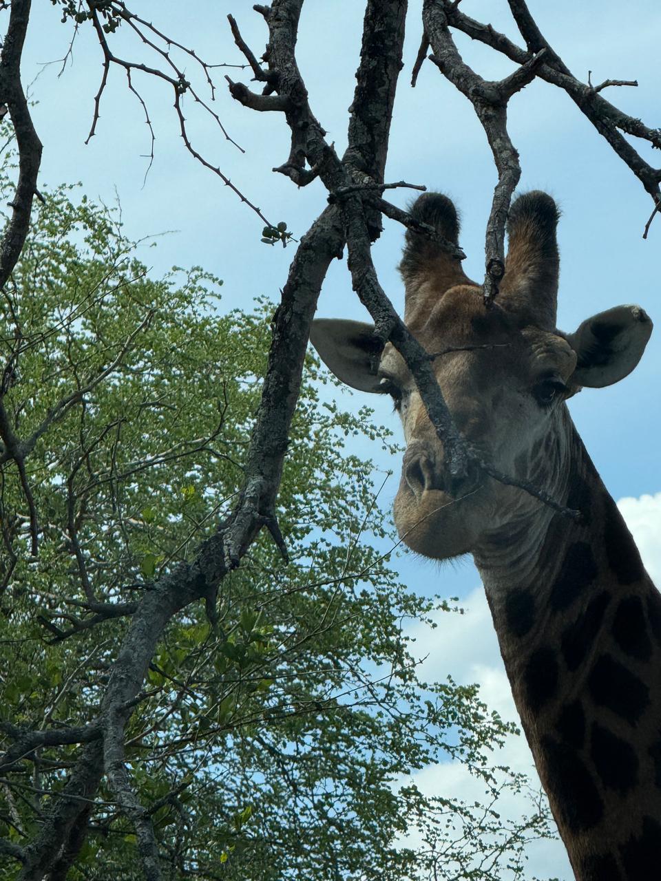 South African safari wildlife
