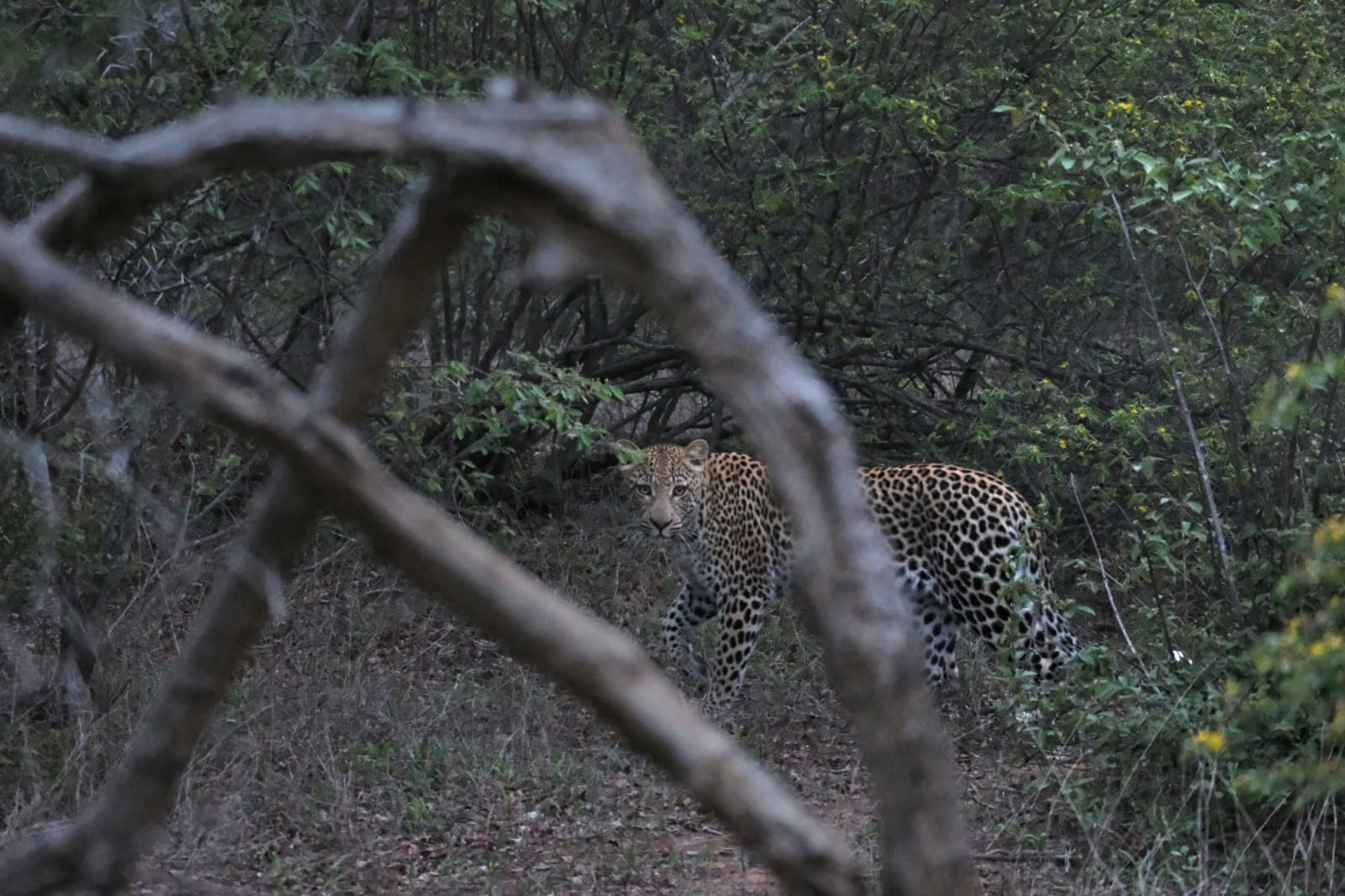 Safari adventure in South Africa