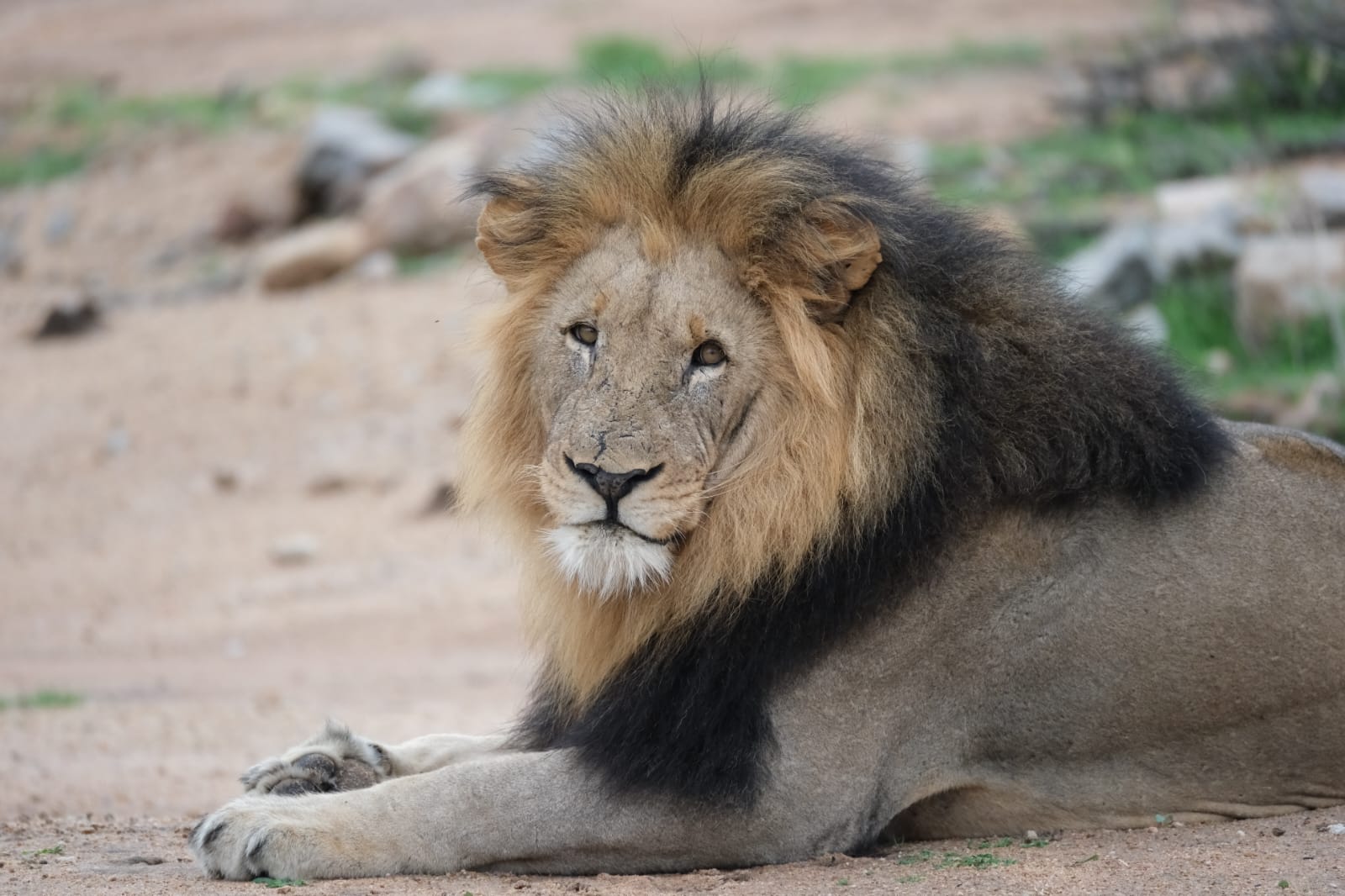 Safari vehicle on a game drive across the South African bushveld