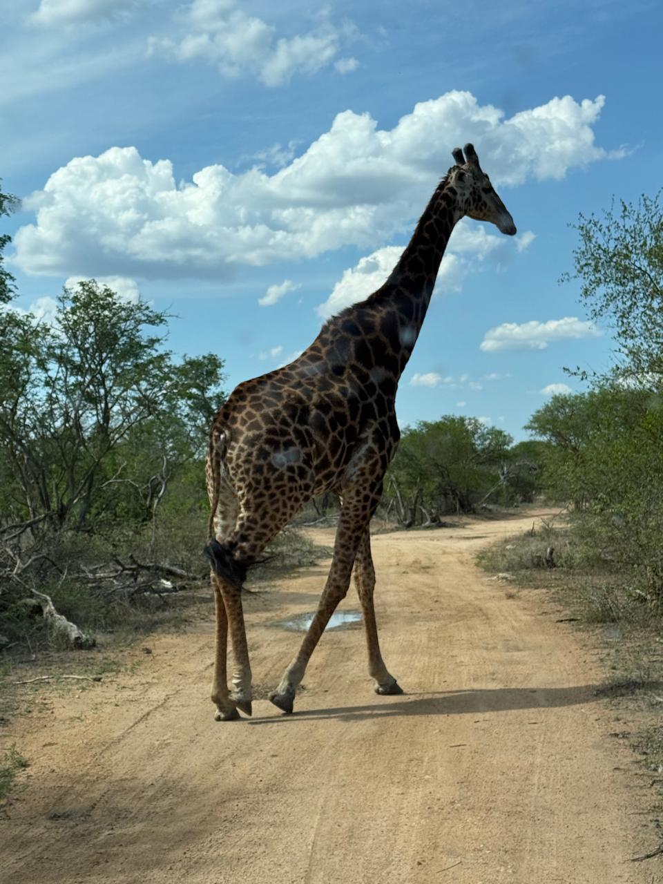 BST Tours South African safari moment