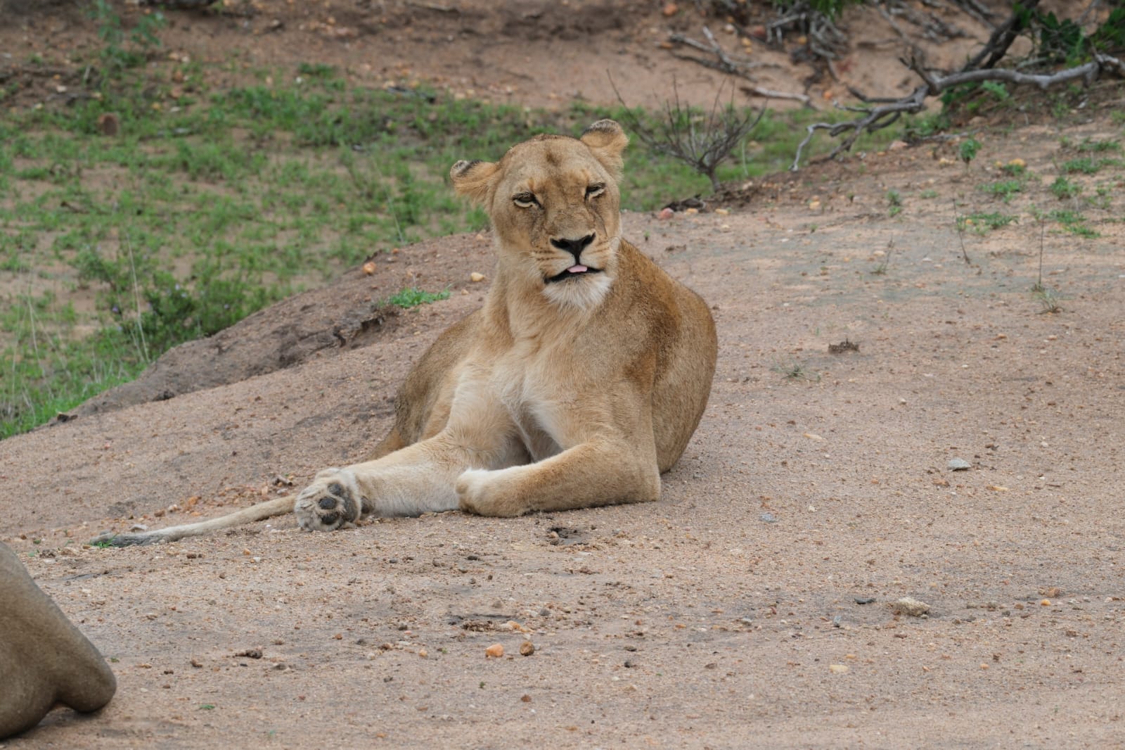 South African bush safari