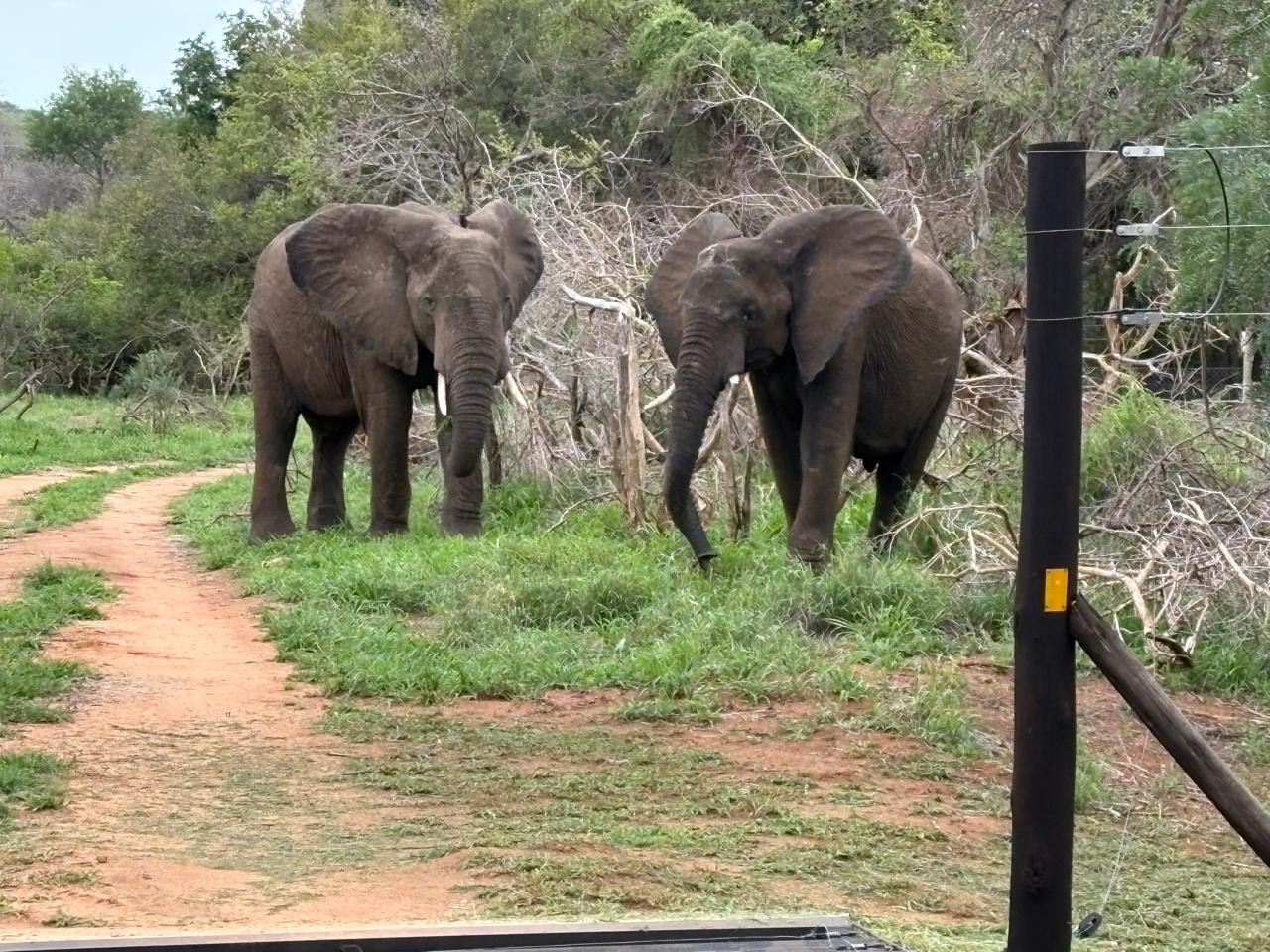 BST Tours safari in South Africa