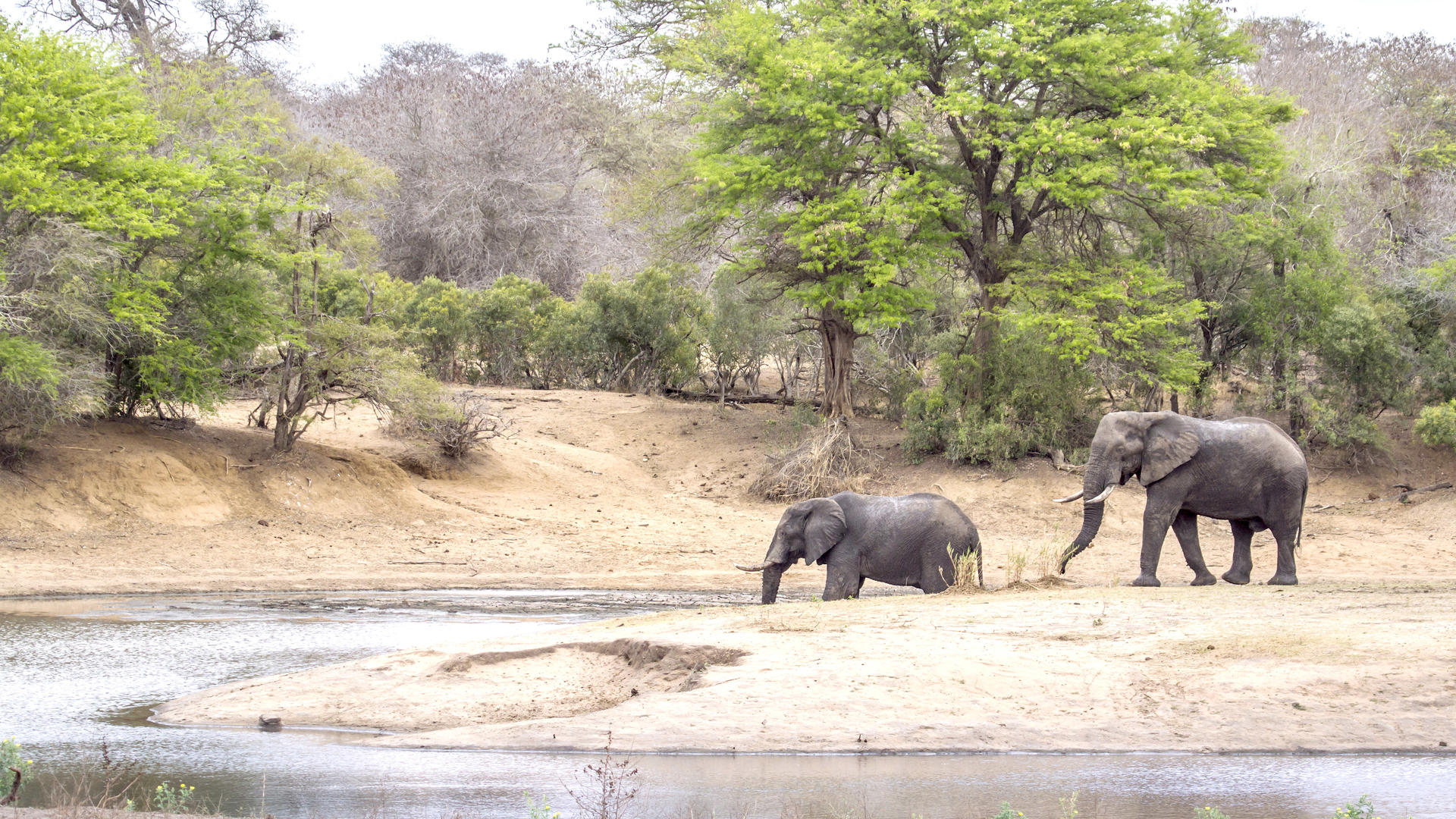 Elephants at a waterhole in Balule Private Game Reserve