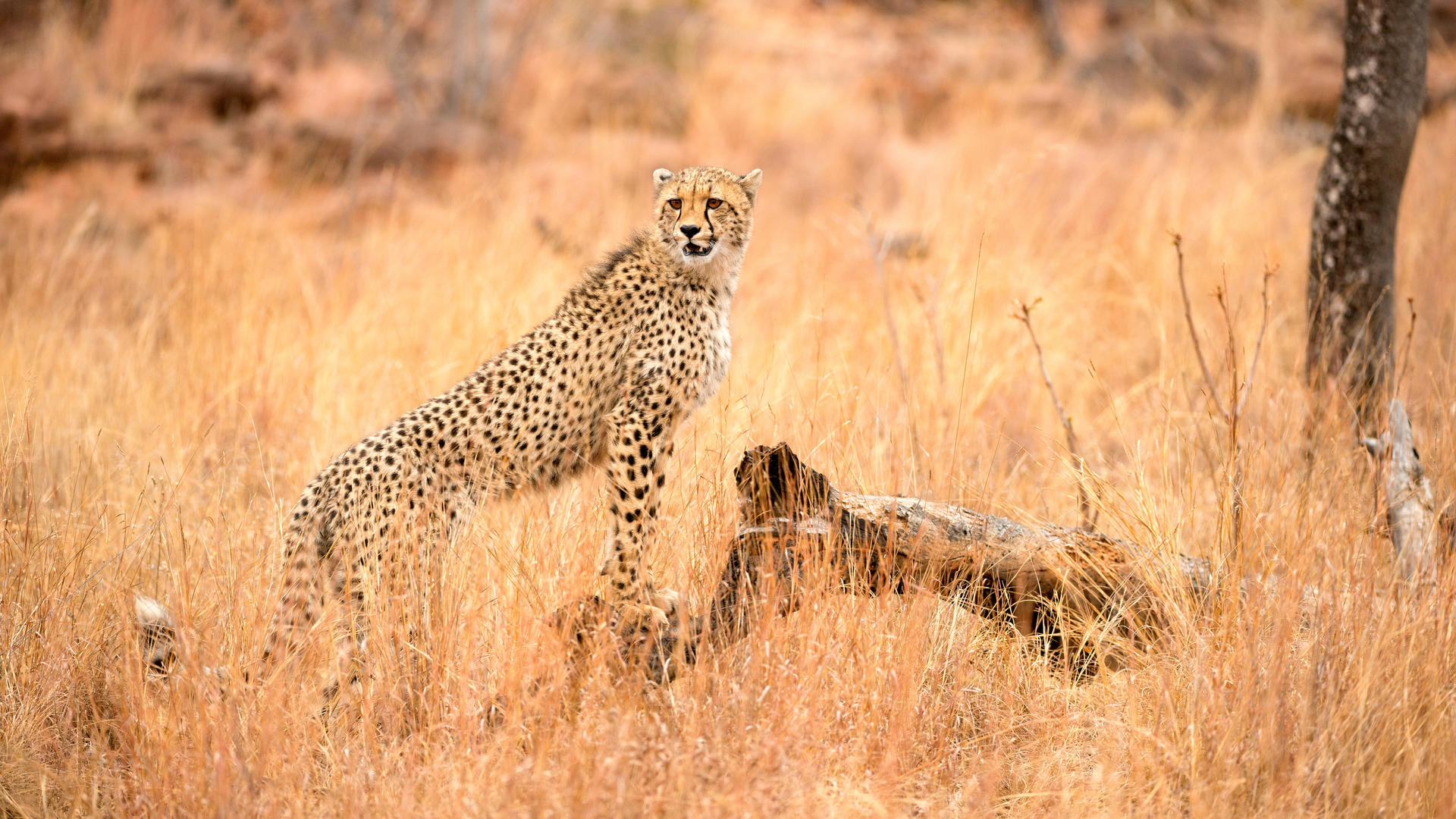 Big 5 wildlife on the Welgevonden Game Reserve safari tour in South Africa